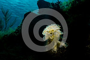 Lettuce leaf sea slug photo