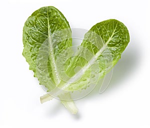 Lettuce Romaine Leaf photo