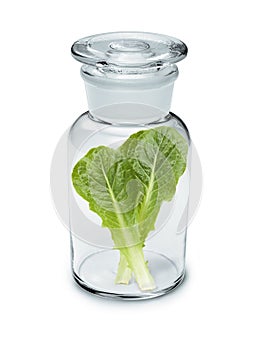 Lettuce Leaf Vitamins Bottle Diet