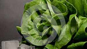 Lettuce leafs. Fresh verdure salad falling down on wet dark surface.