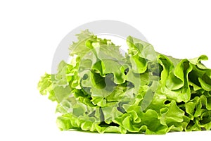Lettuce leafs isolated on white.