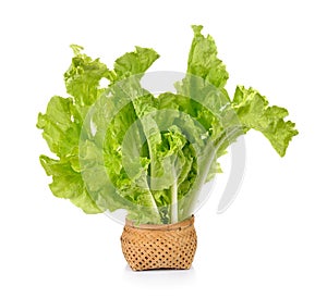 Lettuce leaves in the basket isolated on white background