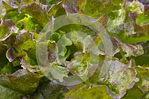 Lettuce leaves on the bed background.