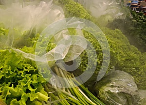 Lettuce leaves are being refreshed on shelf in store