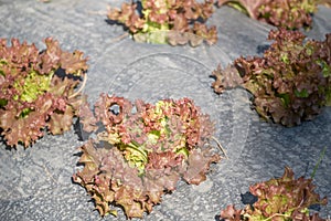 Lettuce leaves on black plasstic cover  vegetable bed in the vegetable field in gardening background