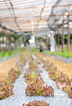 Lettuce leaves on black plasstic cover  vegetable bed in the vegetable field in gardening background