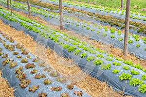 Lettuce leaves on black plasstic cover  vegetable bed in the vegetable field in gardening background