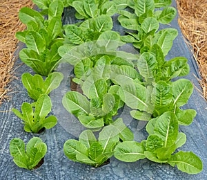 Lettuce leaves on black plasstic cover  vegetable bed in the vegetable field in gardening background