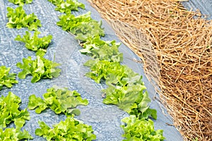 Lettuce leaves on black plasstic cover  vegetable bed in the vegetable field in gardening background