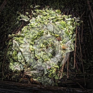 Lettuce leaves on a Compost Heap