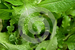 Lettuce leaves with dew