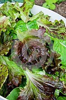 Lettuce leaves freshly picked