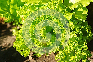 Lettuce leaves on garden beds in the vegetable field. Gardening green Salad plants in the open ground