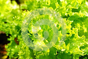 Lettuce leaves on garden beds in the vegetable field. Gardening green Salad plants in the open ground