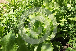 Lettuce leaves in the garden. Seedlings.