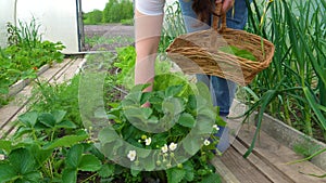 lettuce leaves grow in a greenhouse. A woman's hand plucks lettuce leaves in the beds in the greenhouse. ingathering