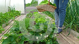 lettuce leaves grow in a greenhouse. A woman's hand plucks lettuce leaves in the beds in the greenhouse. ingathering