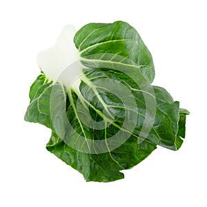 Lettuce leaves isolated on a white background