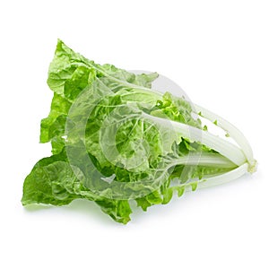 Lettuce leaves isolated on a white background