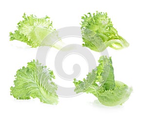 Lettuce leaves isolated on white background