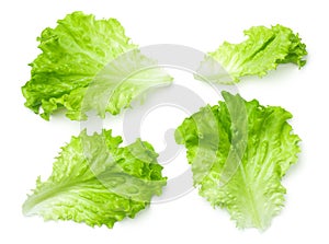 Lettuce Salad Leaves Isolated on White Background photo