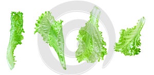 Lettuce leaves isolated on white with clipping path