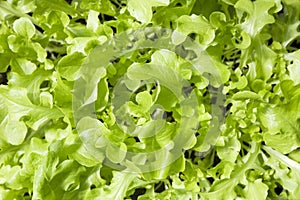 Lettuce leaves photographed from above