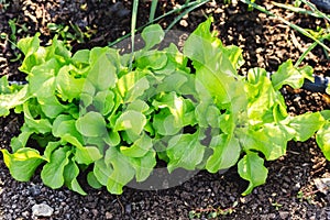Lettuce leaves Planting in farmer\'s garden for food. Healthy lettuce growing in the soil. Fresh green leaf lettuce plants grows i