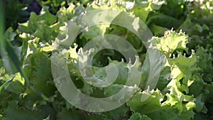 Lettuce leaves Planting in farmers garden for food.healthy lettuce growing in the soil Fresh green leaf lettuce plants grows in th