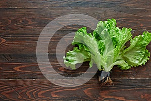 Lettuce leaves in a pot grown for sale in supermarkets.  Moisture and earth in the pot allow the salad to stay fresh for many days