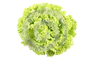 Lettuce - lollo bindo