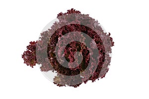 Lettuce - lollo bindo