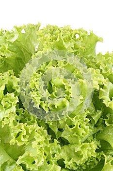 Lettuce - lollo bindo