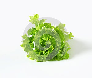Lettuce Lollo Bionda