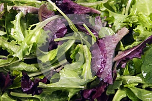 Lettuce - Mixed Baby Leaves