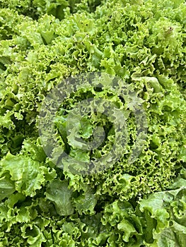 Lettuce is most often used for salads