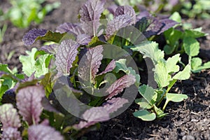 Lettuce mustard Brassica juncea rises in a garden bed