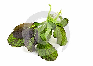 Lettuce mustard leaf on a white background.