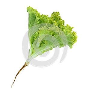 Lettuce nontoxic organic isolated on white