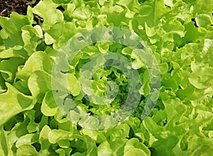 Lettuce  in organic green garden.