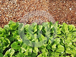 Lettuce  in organic green garden.