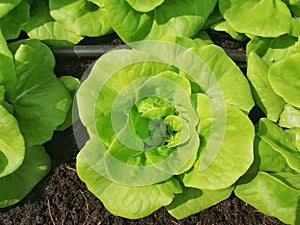 Lettuce  in organic green garden.