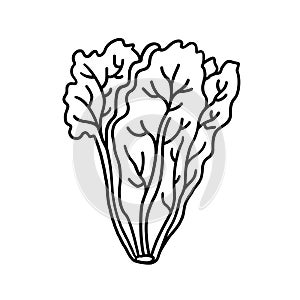 Lettuce outline illustration on white background