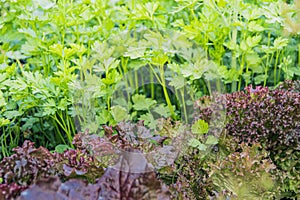 Lettuce and parsley leaves on vegetable bed on spring day. Growing fresh greens in garden. Eco products for sale