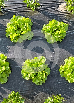 Lettuce patch covered with plastic mulch