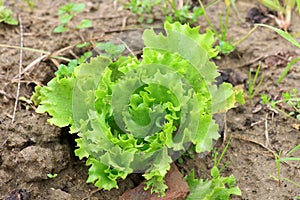 Lettuce plant