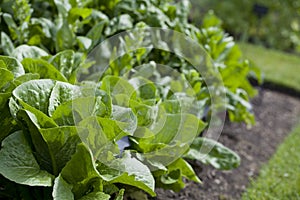 Lettuce plant -  Crispy Mint - lactuca sativa in the vegetable garden - fresh salad leaves are growing on the veggie farm