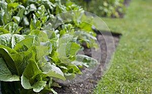 Lettuce plant -  Crispy Mint - lactuca sativa in the vegetable garden - fresh salad leaves are growing on the veggie farm