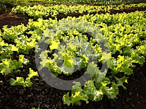 Lettuce plant in a farm