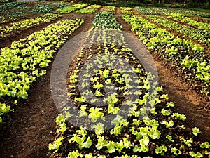 Lettuce plant in a farm